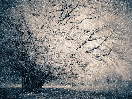 neve, queda de neve, gelo, inverno, frio, brisa, congeladas, Z e, árvore, plantar, temperatura fria, ninguém, tranquilidade, natureza, beleza na natureza, árvore nua, dia, terra, cena tranquila, scenics - natureza, ramo, meio Ambiente, origens, cena não urbana, ao ar livre, nevando, nevasca, 1080P, CC0, domínio público, royalty free