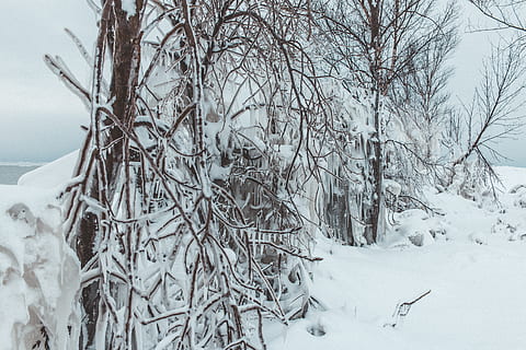Canadá, goderich, inverno, neve, congeladas, árvore, gelo, temperatura fria, plantar, natureza, ramo, floresta, terra, árvore nua, tranquilidade, beleza na natureza, ninguém, scenics - natureza, cena tranquila, meio Ambiente, dia, cor branca, ao ar livre, Clima extremo, clima, montanha coberta de neve, nevasca, nevando, 5K, CC0, domínio público, royalty free