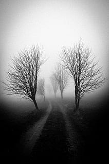 fog, tree, shadow, mood, melancholy, autumn, mysterious, atmospheric, darkness, lonely, lockscreen wallpaper, bare tree, direction, the way forward, road, plant, tranquil scene, tranquility, sky, nature, beauty in nature, transportation, no people, diminishing perspective, scenics - nature, landscape, environment, outdoors, 5K, CC0, public domain, royalty free