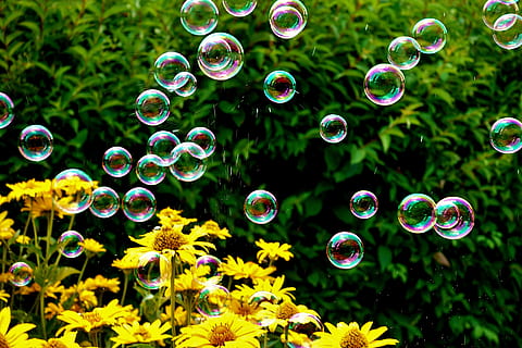 soap bubbles, colorful, summer, float, slightly, ease, make soap bubbles, soapy water, balls, vulnerability, fragility, bubble, plant, nature, growth, day, beauty in nature, freshness, close-up, flower, flowering plant, mid-air, soap sud, no people, green color, multi colored, outdoors, focus on foreground, shape, flower head, lightweight, 5K, CC0, public domain, royalty free