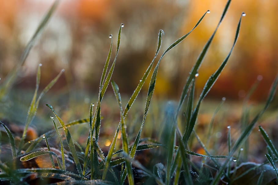 natur, plante, vækst, græs, Mark, jord, ingen mennesker, tæt på, fokus på forgrunden, dag, dråbe, våd, vand, udendørs, skønhed i naturen, selektiv fokusering, almindeligt, skrøbelighed, græsblad, dug, regn, 5K