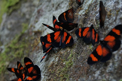 perú, cusco, temes d'animals, insecte, animal, animals a la natura, fauna animal, naturalesa, invertebrat, primer pla, bellesa a la natura, cap gent, grup d’animals, dia, rock, centrar-se en primer pla, planta, rock - object, a l'aire lliure, ala dels animals, color taronja, papallona - insecte, papallona, 4K, CC0, domini públic, lliure de regalies