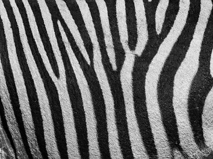 zebra, zebra vzor, vzor, pruhy, Černý a bílý, Černá, bílý, hartmanna, portrét, zvíře, savec, živočišného světa, Příroda, Afrika, zblízka, divoké zvíře, hlava, profil, hartmannova horská zebra, safari, pruhovaný, zvířat, označení zvířat, zvířata ve volné přírodě, celý rám, pozadí, detail, nikdo, jednoho zvířete, přírodní vzor, část těla zvířete, texturou, bílá barva, abstraktní, efekt, býložravý, venku, stádo, 4K, CC0, veřejná doména, bez autorských práv
