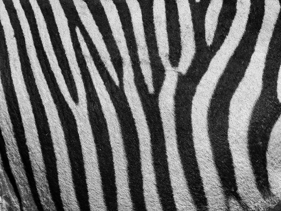zebra, patró zebra, patró, ratlles, blanc i negre, negre, blanc, Hartmann, retrat, animal, mamífer, món animal, naturalesa, Àfrica, primer pla, animal salvatge, cap, Perfil, zebra de muntanya de Hartmann, safari, temes d'animals, fauna animal, marques d’animals, animals a la natura, marc complet, fons, cap gent, un animal, patró natural, part del cos dels animals, textura, Color blanc, resum, efecte texturat, herbívors, a l'aire lliure, ramat, 4K