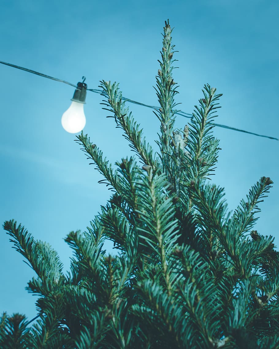 blau, cel, arbre, llum, bombeta, cable, electricitat, planta, vista d’angle baix, creixement, color verd, equips d’il·luminació, naturalesa, full, bellesa a la natura, cap gent, part de la planta, Palmera, dia, a l'aire lliure, clima tropical, fulla de palma, 2K