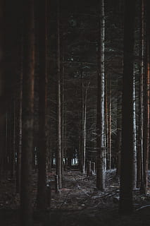 foresta durante la notte, albero, sentiero, buio, luce, foresta, bosco, autunno, all'aperto, natura, lunatico, autunnale, legna, inverno, paesaggio, la neve, Paesaggi, stagione, bellezza nella natura, nessuno, nebbia, scena non urbana, scena tranquilla, Pino, freddo - temperatura, mattina, ramo, brina, luce - fenomeno naturale, scena rurale, luce del sole, giorno, tempo metereologico, albero di conifere, sfondi, area selvaggia, immagine a colori, 8K, CC0, dominio pubblico, privo di copyright