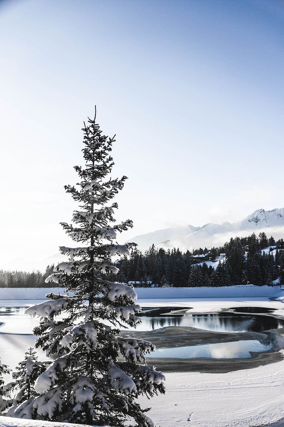 arbre verd gelat, arbre, planta, avet, abies, suïssa, pi, montana, conífera, ocell, animal, naturalesa, neu, hivern, aigua, llum, fons, muntanyes, explorant, senderisme, llac, temperatura de fred, bellesa a la natura, escena tranquil·la, tranquil·litat, escenics - natura, cel, escena no urbana, terra, congelat, cap gent, dia, a l'aire lliure, arbre de coníferes, muntanya nevada, 5K