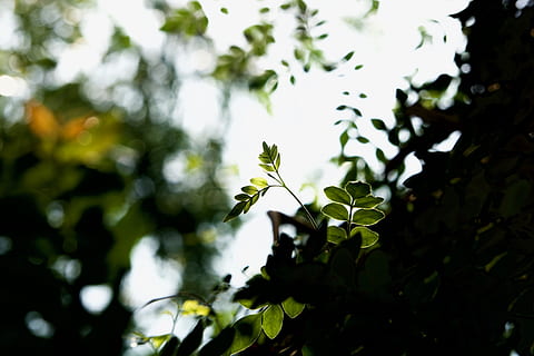 blad, plante, træ, flare, lys, sollys, blomstre, blomst, Acanthaceae, grøn, natur, junge, Skov, nyt blad, humør, nyfødte, vegetation, dyr, silhuet, kronblad, vækst, plante del, fokus på forgrunden, grøn farve, skønhed i naturen, dag, ingen mennesker, tæt på, selektiv fokusering, lav vinkel visning, udendørs, afdeling, ro, sårbarhed, friskhed, skrøbelighed, 5K, CC0, offentligt domæne, royaltyfrie
