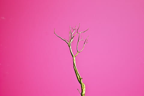 brown, leafless tree, pink, background, branches, perspective, plant, tree, withered, pink color, no people, nature, branch, beauty in nature, pink background, close-up, copy space, bare tree, outdoors, colored background, growth, flower, studio shot, freshness, plant stem, purple, fragility, 2K, CC0, public domain, royalty free