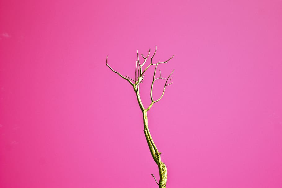 marró, arbre sense fulles, rosa, fons, branques, perspectiva, planta, arbre, marchit, color rosa, cap gent, naturalesa, branca, bellesa a la natura, fons rosa, primer pla, còpia espai, arbre nu, a l'aire lliure, fons de colors, creixement, flor, tir de l'estudi, frescor, tija de la planta, porpra, fragilitat, 2K