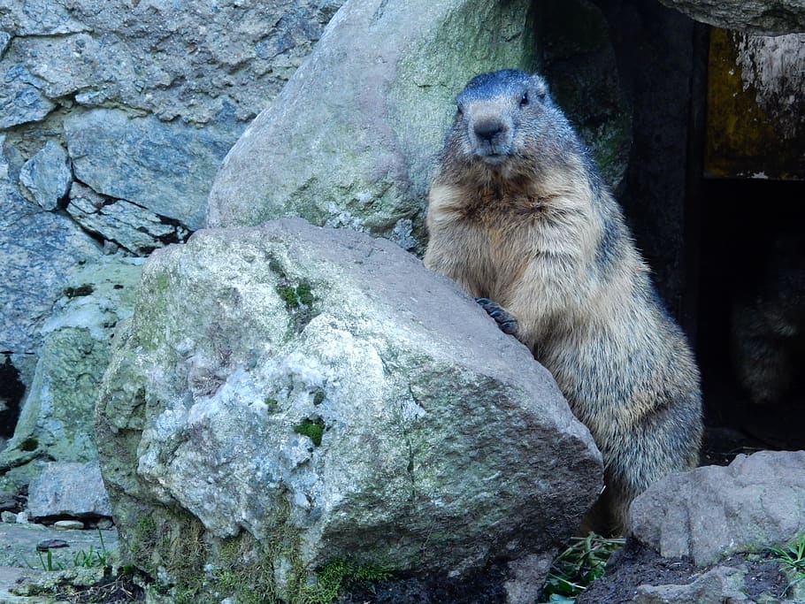 marmota, posant, formatge, animal, naturalesa, rosegador, temes d'animals, mamífer, sòlid, un animal, fauna animal, rock, animals a la natura, rock - object, vertebrats, cap gent, primat, dia, mirant, mico, mirant cap a fora, assegut, zoo, a l'aire lliure, 4K