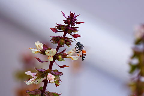 abeille, en buvant, nectar, fleur, plante à fleurs, invertébré, insecte, plante, animaux à l'état sauvage, fragilité, thèmes animaux, animal, un animal, la faune des animaux, beauté dans la nature, vulnérabilité, fraîcheur, fermer, pétale, croissance, la nature, tête de fleur, personne, pollinisation, printemps, en plein air, pollen, 2K, CC0, domaine public, libre de droits
