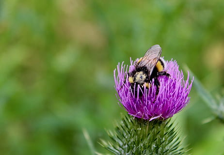 Abellot, naturalesa, error, flor, polinització, pol·len, animals, animal, color, planta, biologia, viu, bonic, jardí, estiu, hummel, volar, temes d'animals, un animal, fauna animal, insecte, planta amb flors, animals a la natura, bellesa a la natura, invertebrat, fragilitat, vulnerabilitat, primer pla, pètal, frescor, creixement, cap de flor, porpra, centrar-se en primer pla, cap gent, ala dels animals, papallona - insecte, 4K, CC0, domini públic, lliure de regalies
