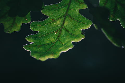 verde, foto close-up foglia, avvicinamento, macro, parte vegetale, foglia, colore verde, pianta, natura, crescita, nessuno, vena fogliare, all'aperto, bellezza nella natura, freschezza, modello naturale, sfondo nero, albero, giorno, girato in studio, le foglie, concentrarsi sulle conoscenze acquisite, vulnerabilità, 5K, CC0, dominio pubblico, privo di copyright
