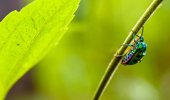 insecte iridescent, branca de fulla, insecte, Índia, Mumbai, parc nacional sanjay gandhi, animal, invertebrat, Llagosta, macro, full, groc, aigua, arc de Sant Martí, metàl·lic, colorit, detall macro, insecte de cricket, mosquit, asilidae, volar, planta, color verd, temes d'animals, fauna animal, primer pla, part de la planta, naturalesa, animals a la natura, dia, centrar-se en primer pla, un animal, enfocament selectiu, cap gent, a l'aire lliure, tija de la planta, escarabat, 1080P, CC0, domini públic, lliure de regalies