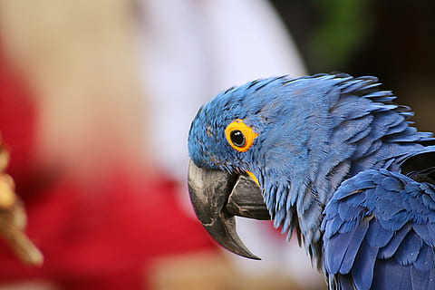 blue bird, animal, bird, parrot, macaw, beak, pet, nature, outdoor, face, avian, fly, wallpaper, eye, wild, colorful, adventure, black, sky, hd, feather, animal themes, animal wildlife, vertebrate, animals in the wild, one animal, close-up, day, no people, focus on foreground, animal body part, beauty in nature, selective focus, outdoors, profile view, animal eye, 5K, CC0, public domain, royalty free