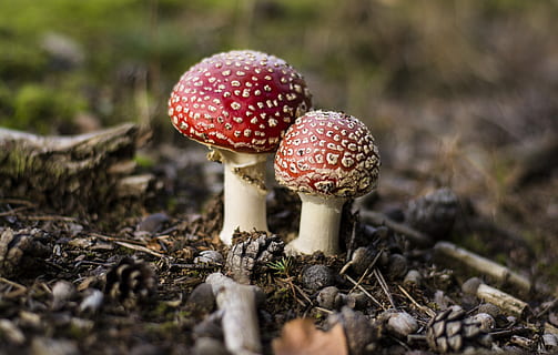 toadstools, bolets, bosc, fong, vegetals, menjar, creixement, bolet agàric de mosca, terra, primer pla, planta, enfocament selectiu, naturalesa, toadstool, dia, cap gent, vermell, bellesa a la natura, arbre, centrar-se en primer pla, fragilitat, a l'aire lliure, verinós, nivell superficial, 5K, CC0, domini públic, lliure de regalies