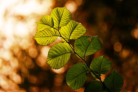 frunze, crenguţă, frunziş, copac, nervură, model, culoarea toamnei, iluminare din spate, bokeh, parte a plantelor, plantă, să se concentreze asupra primelor elemente, creştere, Culoarea verde, a închide, frumusețe în natură, natură, zi, nici o persoana, prospeţime, în aer liber, vena frunzelor, selectiv, lumina soarelui, liniște, modelul natural, 4K, CC0, domeniu public, fără drepturi de autor