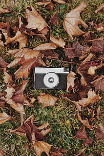 Preto, cinzento, Câmera, seco, sai, outono, árvore, vintage, fotografia, foto, len, outonal, cores outonais, folha, folhas, câmera vintage, parte da planta, tecnologia, plantar, natureza, grama, diretamente acima, dia, terra, ninguém, visão de alto ângulo, mudança, campo, música, temas de fotografia, cultura artística e entretenimento, ao ar livre, câmera - equipamento fotográfico, 4K, CC0, domínio público, royalty free