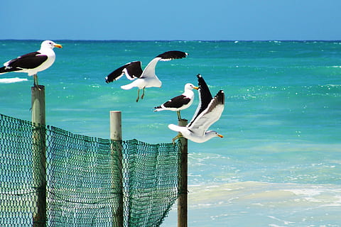 gavines, de peu, fusta, tanca, platja, ocell, illa, oceà, a l'aire lliure, mar, aigua, fauna animal, animals a la natura, temes d'animals, vertebrats, animal, grup d’animals, cel, horitzó sobre l’aigua, posat, cap gent, naturalesa, bellesa a la natura, dia, horitzó, gavina, post de fusta, color turquesa, 2K, CC0, domini públic, lliure de regalies