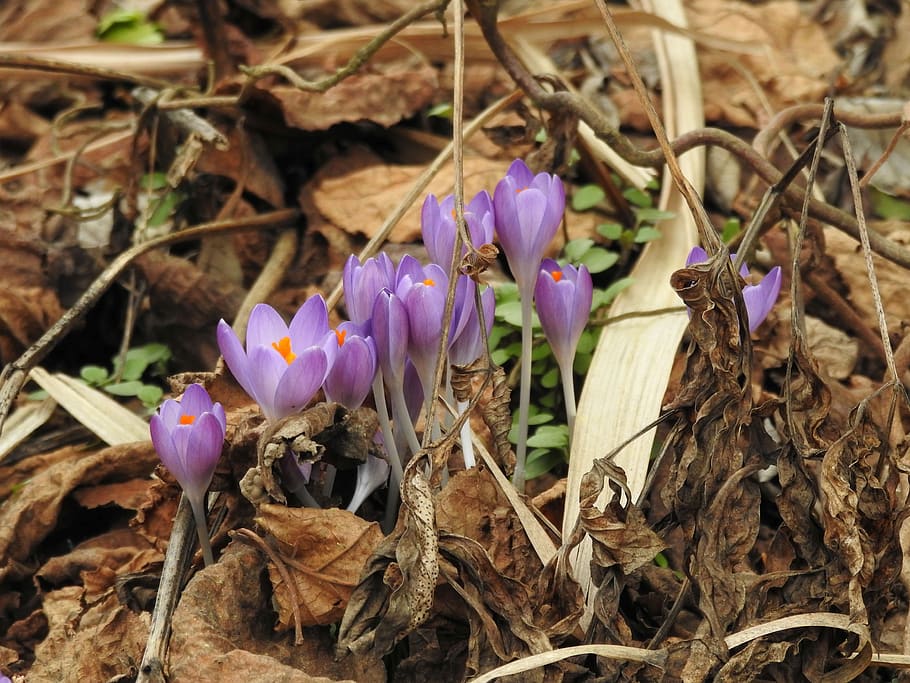 krokus, fialový, nabídka, jarní posel, květiny, květ, toxický, rostlina, Příroda, brzy bloomer, zblízka, nachový, začátkem jara, jarní probuzení, zahrada, podzim listí, jarní šafrán, flóra, kvetoucí rostlina, zranitelnost, křehkost, okvětní lístek, krása v přírodě, svěžest, detail, pole, růst, přistát, duhovka, květu hlavy, nikdo, den, květenství, 4K