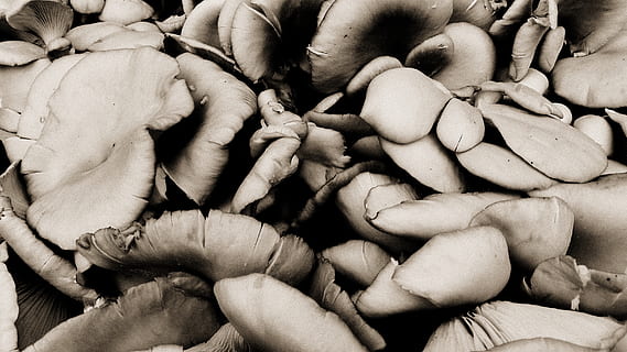 retro, alt, Gruppe von Leuten, Vollbild, Hintergründe, Fülle, echte Menschen, menschliche Hand, große gruppe von gegenständen, Hand, menschliches Körperteil, Essen und Trinken, Menschen, drinnen, High Angle View, Lebensmittel, Gruppe, Nahansicht, Frische, hungrig, soziale Themen, 2K, CC0, gemeinfrei, lizenzfrei