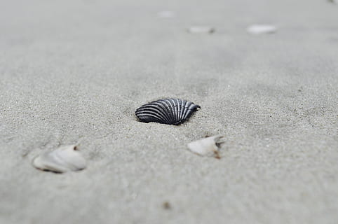petxines marines, sorra, petxina de mar, Avalon, animal, invertebrat, la vida marina, Estats Units, vieira, petxina negra, negre, shell, petxina de venera, estiu, platja, nova Jersey, costa de samarreta, sòl, a l'aire lliure, fauna animal, terra, cap gent, temes d'animals, animals a la natura, enfocament selectiu, naturalesa, dia, primer pla, vista d’angle alt, un animal, bellesa a la natura, patró, ratlles, carretera, nivell superficial, marí, 4K, CC0, domini públic, lliure de regalies