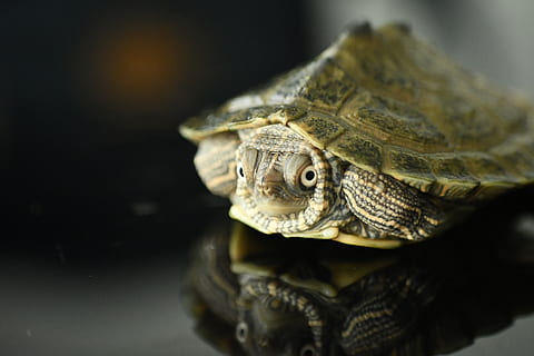 maro broasca testoasa, târâtoare, Viata marina, animal, broasca testoasa, box turtle, testoasa, broască țestoasă, scoică, nevertebrat, cricket insectă, insectă, pădure tropicală, plantă, copac, în aer liber, vegetație, natură, teren, peşte, animale tematice, un animal, animale sălbatice, animale vertebrate, partea corpului animalului, animale în sălbăticie, cap de animal, a închide, coajă, coajă de animale, tortoise shell, portret, grădină zoologică, nici o persoana, animale de companie, în interior, ochi de animale, pe scara animalelor, iguană, 5K, CC0, domeniu public, fără drepturi de autor