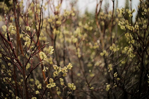 arbres, brots, flors, primavera, arbusts, bokeh, borrós, planta, creixement, bellesa a la natura, naturalesa, arbre, flor, centrar-se en primer pla, planta amb flors, dia, terra, cap gent, frescor, primer pla, a l'aire lliure, bosc, tranquil·litat, fragilitat, branca, vulnerabilitat, 4K, CC0, domini públic, lliure de regalies