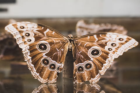 farfalla buckeye comune, avvicinamento, concentrarsi sulle conoscenze acquisite, in casa, giorno, ala animale, mestiere, metallo, arte e artigianato, farfalla - insetto, nessuno, animale, modello, Marrone, creatività, antico, singolo oggetto, ornato, temi animali, accessorio personale, 5K, CC0, dominio pubblico, privo di copyright