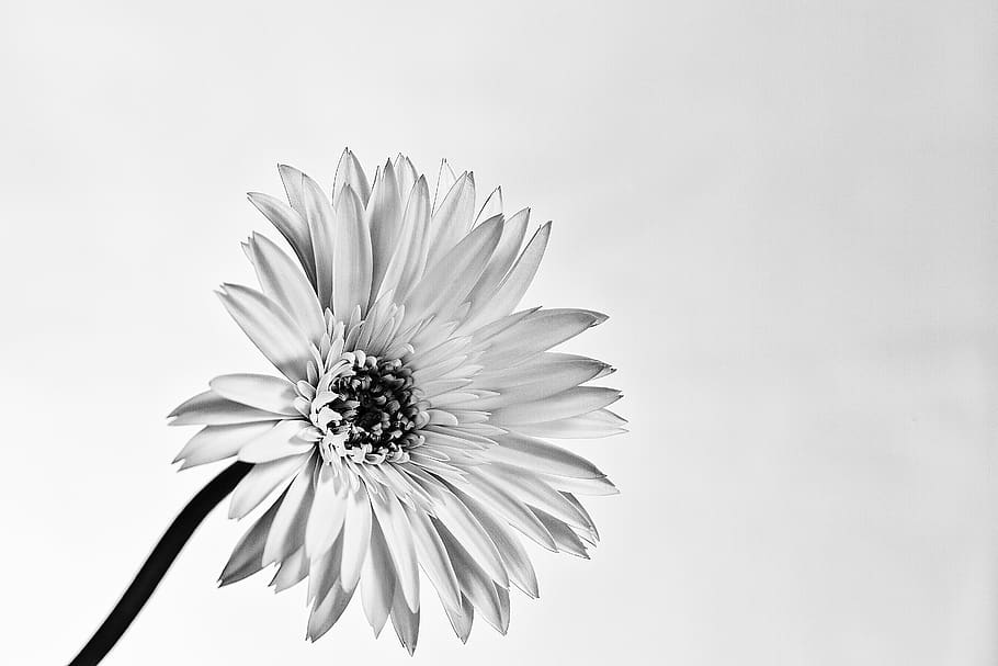 flor da margarida branca, plantar, margarida, margaridas, Flor, pólen, pétala, antera, áster, cristal, anêmona, asteraceae, gotícula, unha, manicure, veias, invertebrado, aracnídeo, aranha, animal, planta com flores, fragilidade, vulnerabilidade, frescura, cabeça de flor, inflorescência, beleza na natureza, fechar-se, crescimento, natureza, ninguém, fundo branco, tiro do estúdio, dentro de casa, 5K