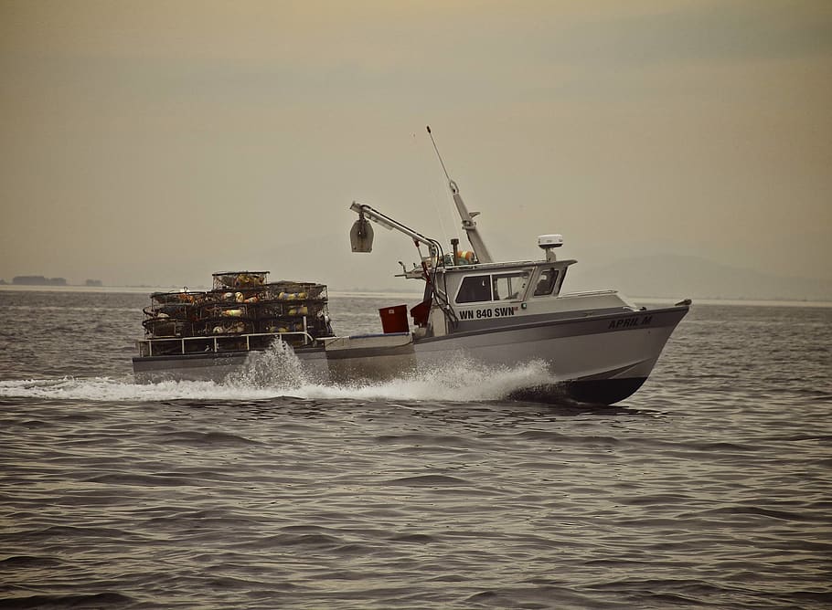 Boot, Krabbe, Wasserfahrzeug, Transport, Transportmittel, Meer, Wasser, Ufergegend, Himmel, Bewegung, Segeln, Natur, klarer Himmel, Tag, Reise, draußen, Motorboot, Horizont, keine Leute, unterwegs, Horizont über Wasser, 1080P