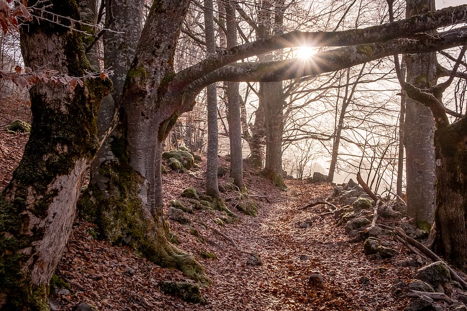 llum solar, el pas, arbres, durant el dia, sòl, arbre, tronc de l'arbre, planta, flamarada, llum, aillon-le-jeune, França, Camí, naturalesa, tardor, bosc, ruta, grava, Carretera bruta, carretera, arrel, roba, samarreta, terra, tronc, tranquil·litat, escena tranquil·la, bellesa a la natura, cap gent, creixement, sol, escenics - natura, dia, raig de sol, escena no urbana, cel, flare de la lent, a l'aire lliure, brillant, streaming, 4K