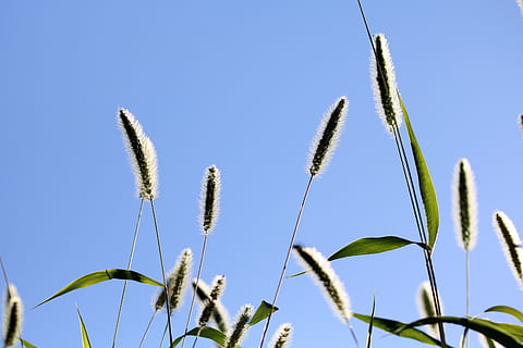 foxtail, bazén, světlo, Příroda, rostlin, abstraktní, krajina, zelená, přestávka, louka, stavu unie, rostlina, růst, nebe, modrý, nízký úhel pohledu, čisté nebe, nikdo, den, krása v přírodě, detail, slunečního světla, zaměřit se na popředí, zemědělství, oříznutí, venku, klid, cereální rostlina, tráva, stonek rostliny, 5K, CC0, veřejná doména, bez autorských práv