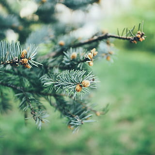 træ, fyrretræ, grøn, tæt på, bokeh, natur, plante, vækst, dag, skønhed i naturen, ingen mennesker, grøn farve, selektiv fokusering, fokus på forgrunden, skrøbelighed, udendørs, ro, sårbarhed, blomst, hvirvelløse, edderkop, dyr, dyr i naturen, nåletræ, 4K, CC0, offentligt domæne, royaltyfrie