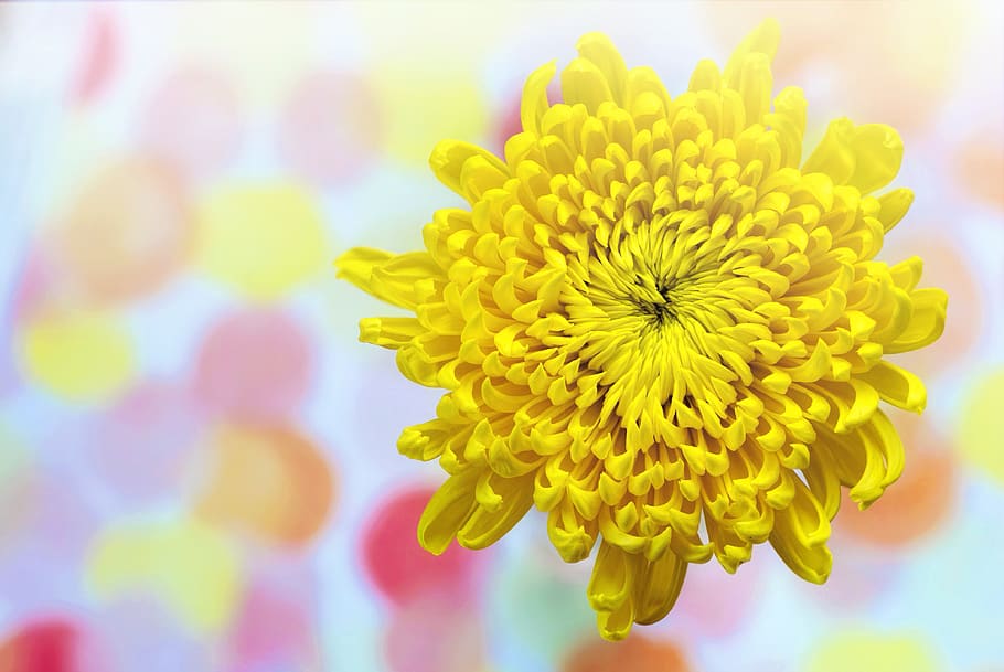 Gelb, Chrysantheme, Frühling, sonnig, Textraum, Natur, Blume, Flora, Sommer-, hell, blühen, blühende Pflanze, Frische, Pflanze, Nahansicht, Schönheit in der Natur, Blütenkopf, Verletzlichkeit, Zerbrechlichkeit, Blütenstand, Blütenblatt, keine Leute, Wachstum, Fokus auf den Vordergrund, lebendige Farbe, mehrfarbig, draußen, Blumenschmuck, Strauß, Blumenstrauß, 4K