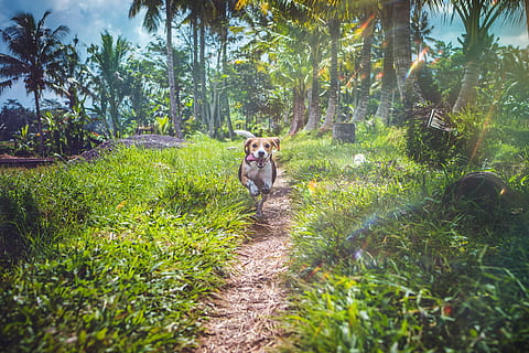 perro de jaula corta corriendo, perro, camino, árbol, tropical, correr, lengua, hierba, campo, aventuras, palma, mascota, canino, animal, activo, emocionado, cielo, costa, ataque, vacaciones, pequeña, beagle, mascotas, naturaleza, al aire libre, bosque, linda, mamífero, verano, amistad, animales domesticos, para caminar, color verde, parque - espacio hecho por el hombre, luz del sol, perro de raza pura, divertido, perrito, mirando, felicidad, animal joven, un animal, belleza en la naturaleza, día, Jack Russell Terrier, juguetón, terrier, relajación, gente, alegre, estilos de vida, sabueso, Dom, 5K, CC0, dominio público, libre de derechos