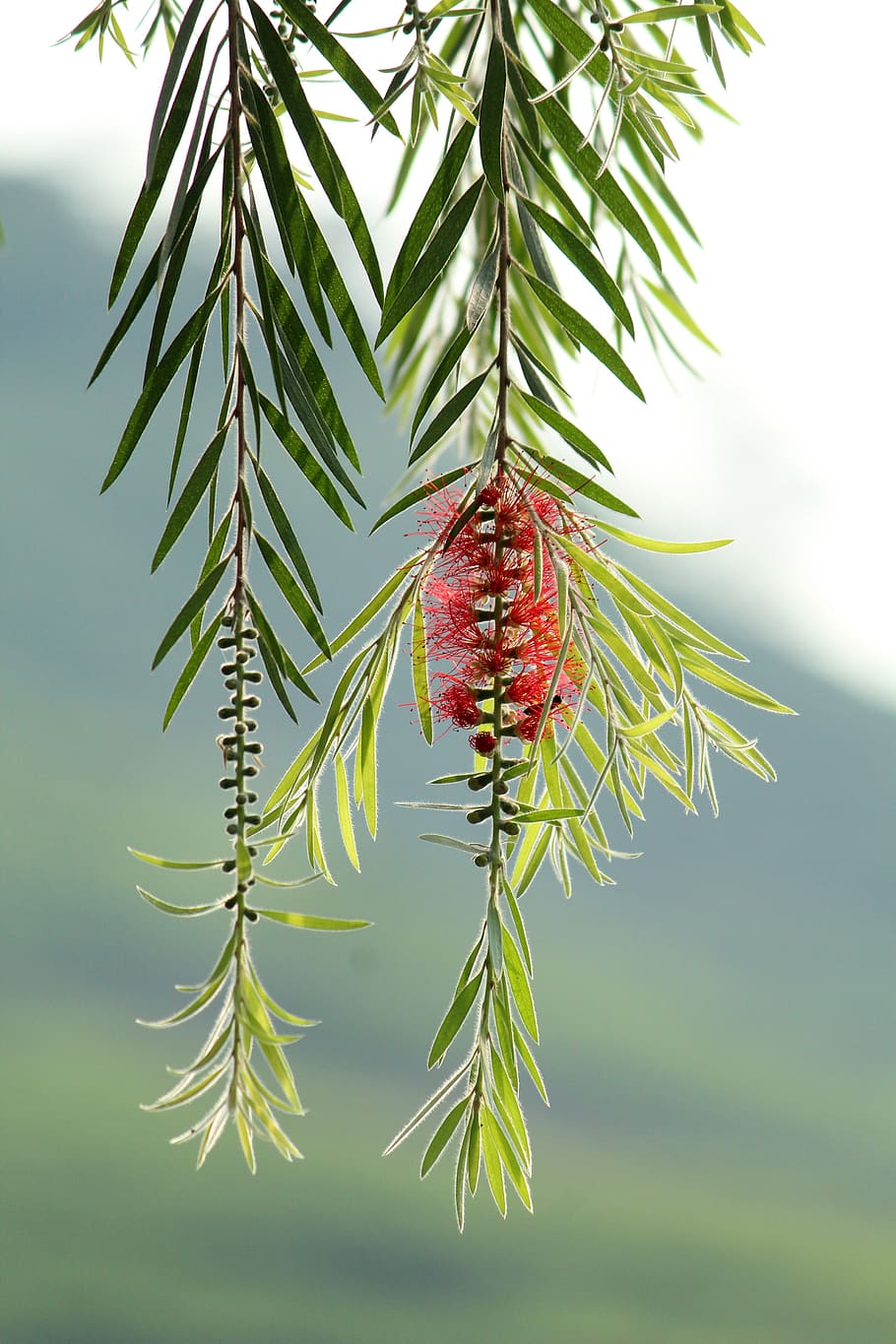 natureza, árvore, flora, verão, ramo, folha, ao ar livre, temporada, brilhante, sempre-viva, inverno, agulha, cor, Natal, fechar-se, suspensão, decoração, crescimento, Área de Trabalho, vermelho, plantar, Flor, Primavera, pétala, verde, jardim, amor, colorida, cor verde, focar em primeiro plano, dia, beleza na natureza, ninguém, frescura, Pinheiro, parte da planta, agulha - parte da planta, Pinha, árvore conífera, 4K