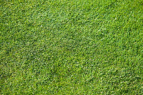 žalias, golfas, žolė, tekstūra, lauke, žalia spalva, visą kadrą, augalų, fonas, Sportas, žemės, pobūdį, nėra žmonių, sąlygas, dieną, aukšto kampo vaizdas, augimą, futbolo aikštė, grožis gamtoje, futbolas, veja, žolės plotas, durpės, žali - golfo aikštynas, 4K, CC0, Viešasis domenas, nemokamai