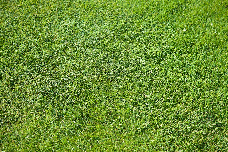 Zielony, golf, trawa, tekstura, pole, zielony kolor, pełna ramka, roślina, tła, sport, wylądować, Natura, żadnych ludzi, plac zabaw, dzień, wysoki kąt widzenia, wzrost, boisko do piłki nożnej, piękno natury, piłka nożna, na dworze, trawnik, obszar trawiasty, darń, zielony - pole golfowe, 4K