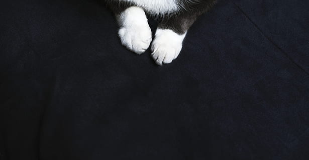 kitty paws photo, Cats, Pets, Feet, animal, animal themes, mammal, animal body part, one animal, vertebrate, domestic, cat, domestic animals, animal leg, feline, domestic cat, paw, indoors, black background, no people, copy space, high angle view, whisker, 2K, CC0, public domain, royalty free