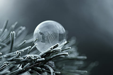 frost, bubble, winter, bubble blower, tree, plant, close-up, nature, no people, selective focus, growth, beauty in nature, healthcare and medicine, leaf, studio shot, indoors, plant part, flower, vulnerability, fragility, copy space, food and drink, focus on foreground, environment, coniferous tree, 5K, CC0, public domain, royalty free
