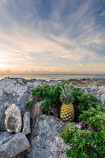 fruita de pinya, rock, platja, cactus, núvols, alba, desert, sec, exòtic, flora, fruita, daurat, horitzó, idíl·lic, paisatge, muntanya, naturalesa, oceà, pinya, plantes, roques, sorra, escènic, mar, paisatge marí, Riba, estiu, sol, sortida del sol, posta de sol, tropical, fruita tropical, aigua, cel, sòlid, núvol - cel, rock - object, bellesa a la natura, escenics - natura, planta, tranquil·litat, escena tranquil·la, terra, cap gent, creixement, horitzó sobre l’aigua, a l'aire lliure, 5K, CC0, domini públic, lliure de regalies
