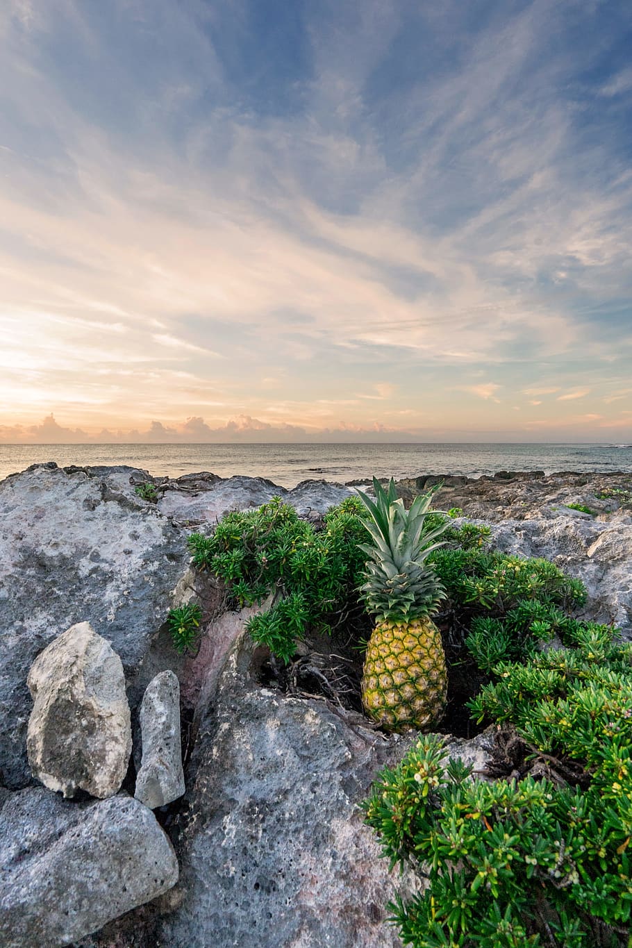 fruita de pinya, rock, platja, cactus, núvols, alba, desert, sec, exòtic, flora, fruita, daurat, horitzó, idíl·lic, paisatge, muntanya, naturalesa, oceà, pinya, plantes, roques, sorra, escènic, mar, paisatge marí, Riba, estiu, sol, sortida del sol, posta de sol, tropical, fruita tropical, aigua, cel, sòlid, núvol - cel, rock - object, bellesa a la natura, escenics - natura, planta, tranquil·litat, escena tranquil·la, terra, cap gent, creixement, horitzó sobre l’aigua, a l'aire lliure, 5K