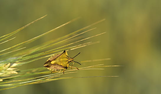 bygg, øre, bug, leaf bug, insekt, fly insekt, makro, liten, nærbilde, sitte, vente, sommer, natur, frokostblandinger, anlegg, unimpressive, skjult, kamuflasjemaling, dyr, dyreliv, dyre temaer, dyr i naturen, ett dyr, virvelløse, ingen folk, fokusere på forgrunnen, selektiv fokusering, dag, grønn farge, skjønnhet i naturen, plante del, utendørs, skjørhet, blad, dyrfløyen, sommerfugl - insekt, 5K, CC0, offentlig domene, opphavsrett gratis