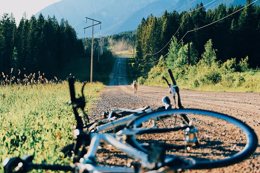 Canadà, daurat, arbre, Camí, perdició, bicicleta, naturalesa, pacífica, a l'aire lliure, ruta, gos, planta, dia, persones reals, llum solar, cel, creixement, transport, enfocament selectiu, terra, carretera, bellesa a la natura, centrar-se en fons, color verd, vehicle terrestre, camp, 5K
