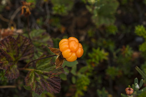 Moltebeere, Beere, wild, Wolke, Orange, Grün, molte, Finnmark, Norwegen, Sumpf, Moorland, Berg, Lebensmittel, Fokus auf den Vordergrund, Obst, Pflanze, Wachstum, orange Farbe, gesundes Essen, Natur, Nahansicht, Frische, keine Leute, Schönheit in der Natur, Essen und Trinken, draußen, Tag, Baum, Blume, blühende Pflanze, Blatt, selektiver Fokus, reif, 5K, CC0, gemeinfrei, lizenzfrei