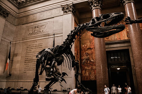person, watching, dinosaur, fossil, museum, bone, statue, building, interior, europe, architecture, famous Place, urban Scene, city, sculpture, history, outdoors, street, street Light, built Structure, 5K, CC0, public domain, royalty free