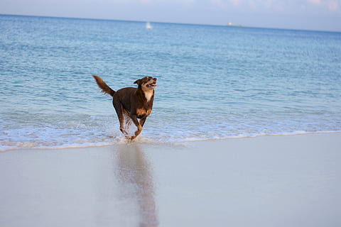 aruba, eagle beach, bølger, Spille, hund, strand, sand, et dyr, pattedyr, kæledyr, vand, indenlandske, hav, husdyr, hunde, dyr, dyre temaer, jord, horisont, hvirveldyr, bevægelse, horisont over vand, himmel, ingen mennesker, 4K, CC0, offentligt domæne, royaltyfrie