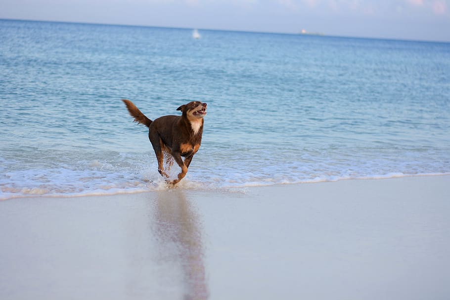 aruba, eagle beach, bølger, Spille, hund, strand, sand, et dyr, pattedyr, kæledyr, vand, indenlandske, hav, husdyr, hunde, dyr, dyre temaer, jord, horisont, hvirveldyr, bevægelse, horisont over vand, himmel, ingen mennesker, 4K